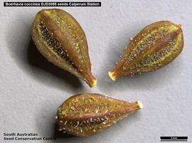   Fruits:   Boerhavia coccinea ; Photo by South Australian Seed Conservation Centre, used with permission
